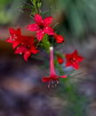 Ipomoea Quamoclit